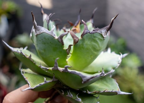 Agave ハデス 黒獄 A NO.1