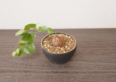 亀甲竜 ディオスコレア エレファンティペス dioscorea elephantipes no.4