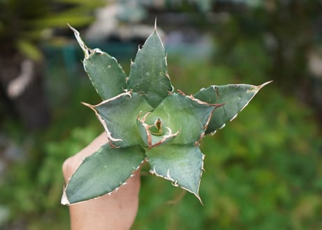 Agave titanota 白鯨 C NO.4