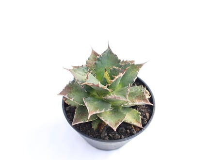 Agave titanota FO-76  compacta  no.７