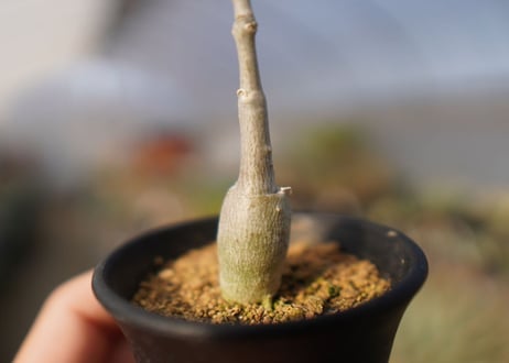 フォッケア　マルチフローラ　Fockea multiflora