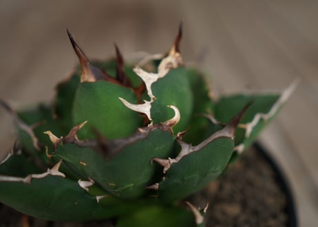 アガベ　チタノタ　FO-76　Agave titanota ”FO-76"