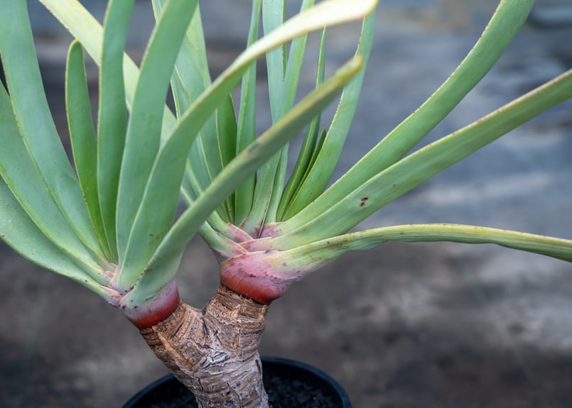 アロエプリカティリスクラマ クマラ・プリカティリス｜🍀GreenSnap