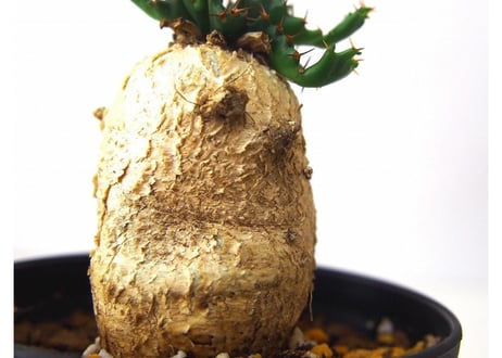 ユーフォルビア ステラータ 飛竜  Euphorbia stellata　№３