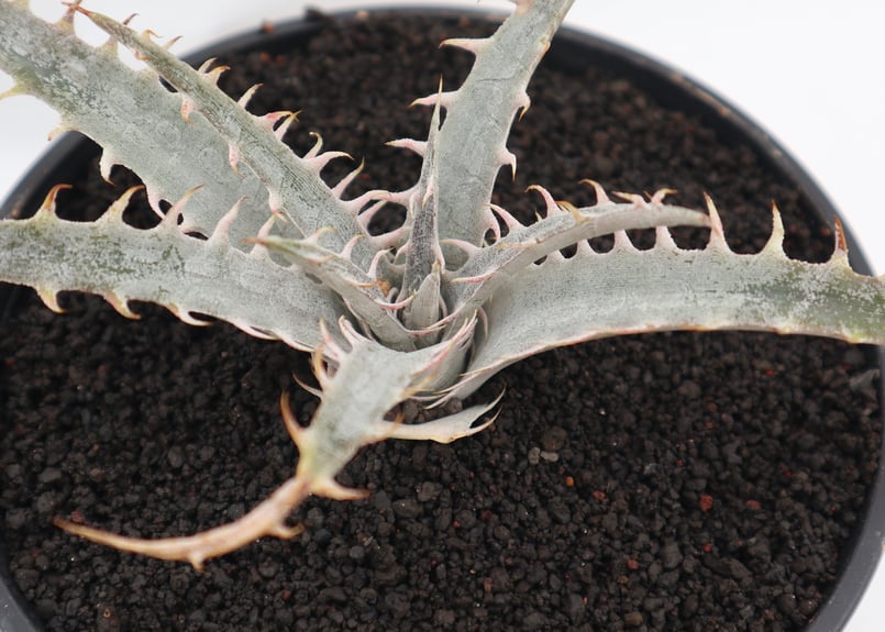 ディッキア dyckia HB Dancing Darvish HebdingiiBB F1