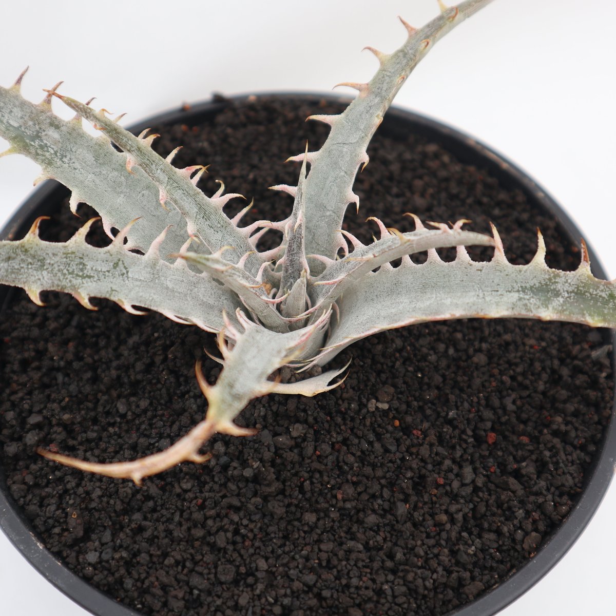 ディッキア dyckia HB Dancing Darvish HebdingiiBB F1
