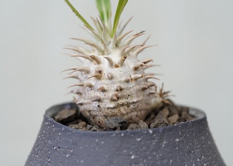 Pachypodium densiflorum　 №1
