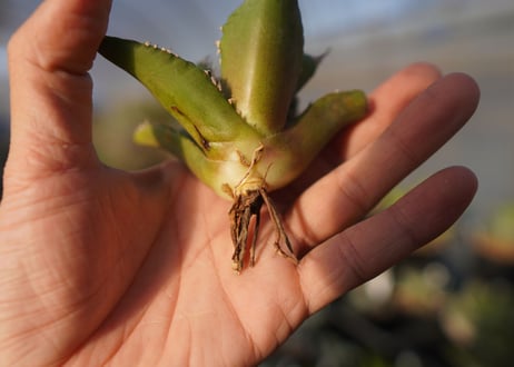 agave titanota white fire　白火焔　 NO.1
