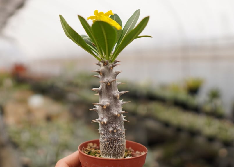 パキポディウム デンシフローラム 小 A NO.7 | mana's farm:塊根植物