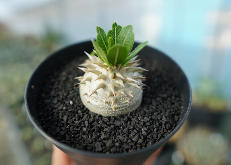 パキポディウム　恵比寿大黒　ハチラボ鉢入 パキポディウム 恵比寿大黒 ハチラボ鉢入 パキポディウム 恵比寿大黒