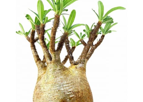パキポディウム グラキリス　 Pachypodium Gracilius №1
