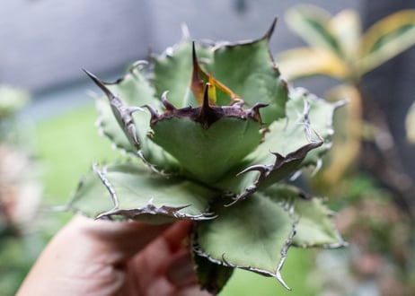 Agave titanota FO-76 A NO.2