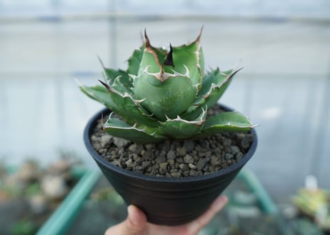 アガベ　チタノタ　FO-76　agave titanota  FO-76　No.1
