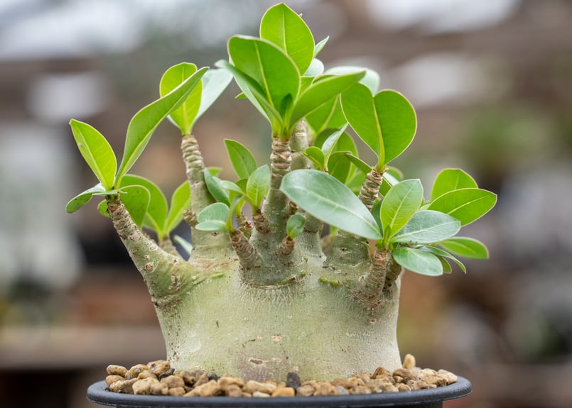 アデニウム 塊根植物 塊根植物（コーデックス）】 アデニウムの育て方｜個性的な姿を