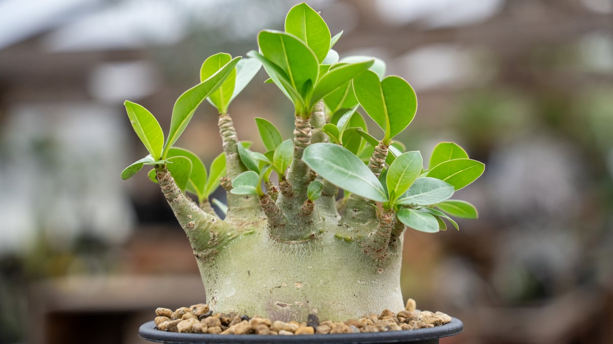 アデニウム　特大　送料込み　塊根植物 塊根植物 キングアデニウム | 橋本種苗園