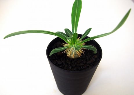 パキポディウム デンシカウレ 恵比寿大黒　Pachypodium densicaule  №2
