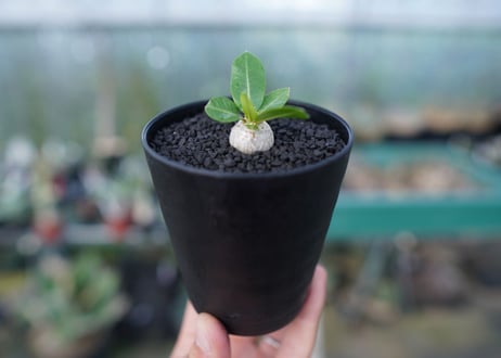 パキポディウム　恵比寿笑い　Pachypodium brevicaule　No.2
