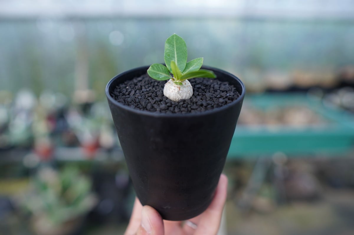 パキポディウム 恵比寿笑い Pachypodium brevicaule No.2 | man