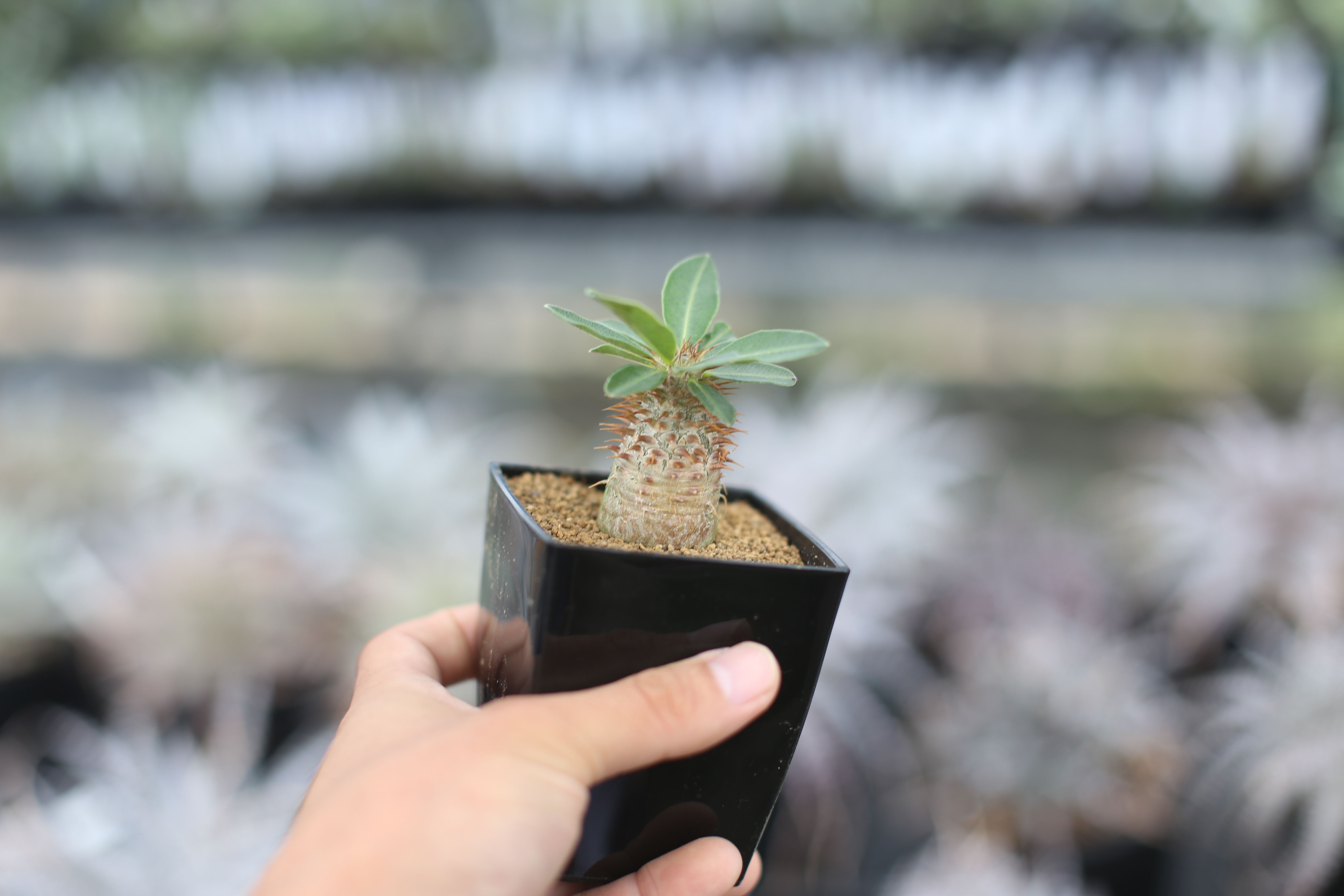 パキポディウム マカイエンセ 国内実生 | mana's farm:塊根植物