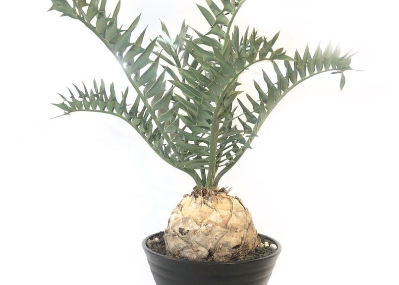 エンセファラルトス ホリダス no.9 | mana's green:塊根植物販売 エンセファラルトス ホリダス no.9 | mana's green:塊根植物販売