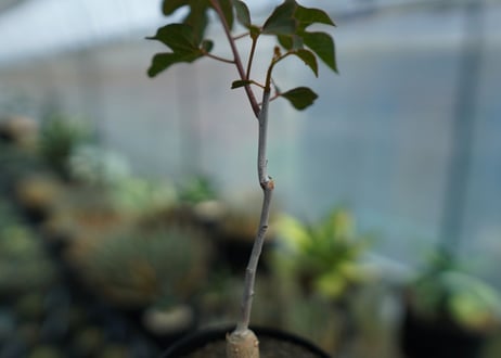アデニア　イサロエンシス　Adenia isaloensis