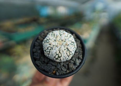 アストロフィツム　スーパー兜 Astrophytum asterias 'Super Kabuto'
