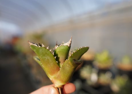 agave titanota white fire　白火焔　 NO.1