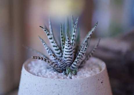 Haworthia fasciata