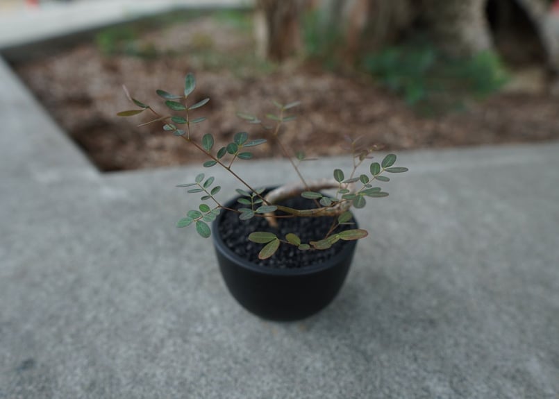 沖縄実生株】デロニクス デカリー Delonix decaryi No.1 | mana's