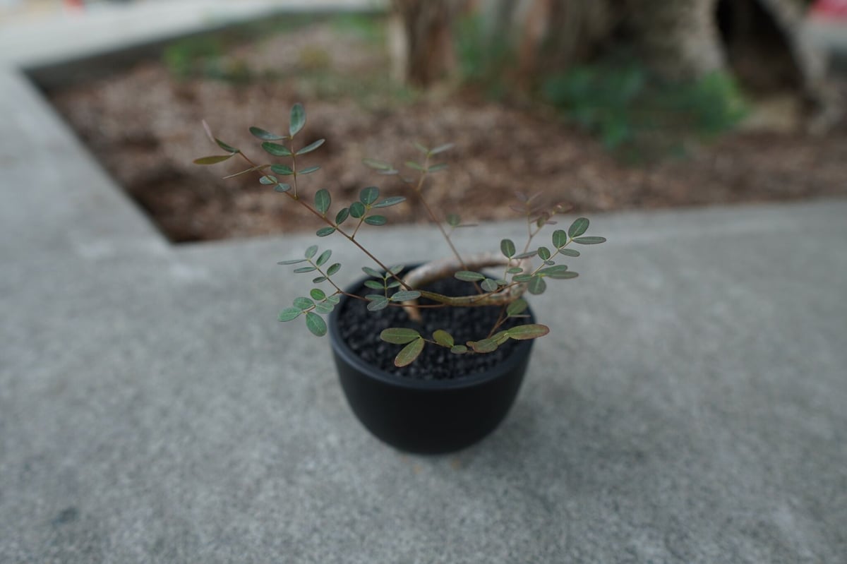 沖縄実生株】デロニクス デカリー Delonix decaryi No.1 | mana's