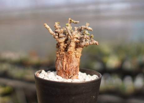 Ceraria pygmaea ケラリア ピグマエア　No.32