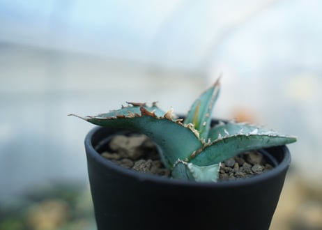アガベ　オテロイ　agave oteroi　No.1