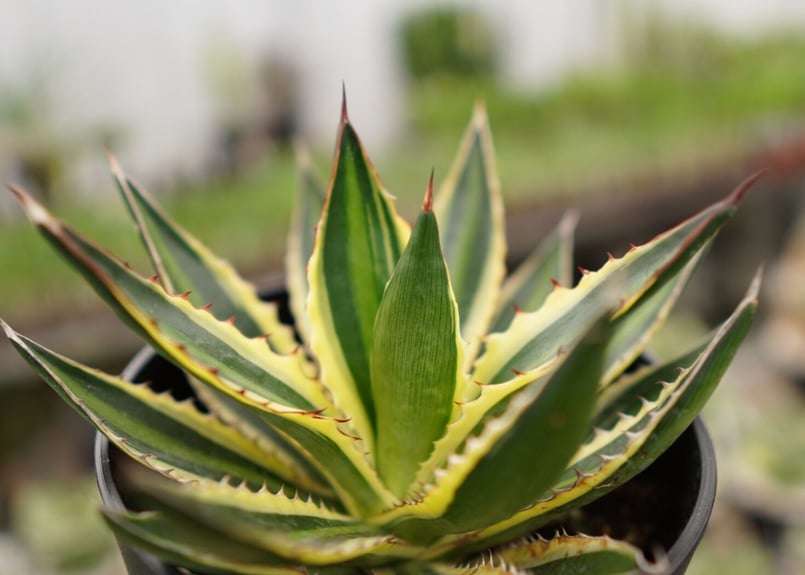 アガベ 五色万代　超レア株 五色万代 アガベ | toA Succulent