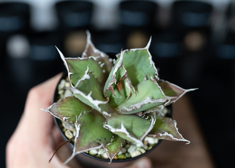 アガベ チタノタ FO76 沖縄管理株 | mana's farm:塊根植物・アガベ