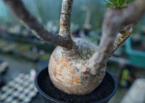 パキポディウム　グラキリス　 Pachypodium Gracilius  No.1