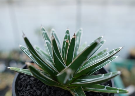 アガベ　笹の雪　Agave victoriae reginae　No.5