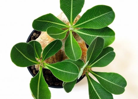 Pachypodium eburneum 　パキポディウム エブレネウム №2
