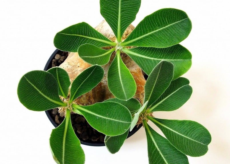 Pachypodium eburneum パキポディウム エブレネウム №2 | mana'