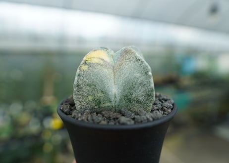 鸞鳳玉　斑入り　Astrophytum myriostigma
