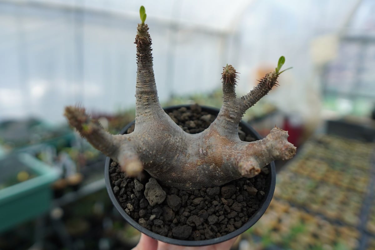 パキポディウム マカイエンセ Pachypodium makayense No.1 | man