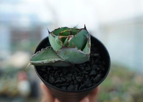 アガベ　チタノタ　 ブラックアンドブルー 　Agave titanota black and blue　No.1