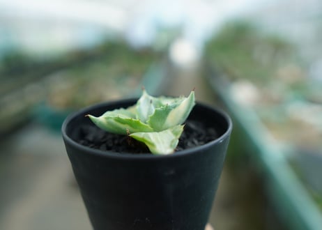 アガベ　王妃雷神錦　Agave　“Ohi Raijin Nishiki ”　No.2