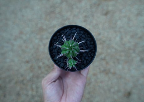 ユーフォルビア　フェロックス　Euphorbia ferox