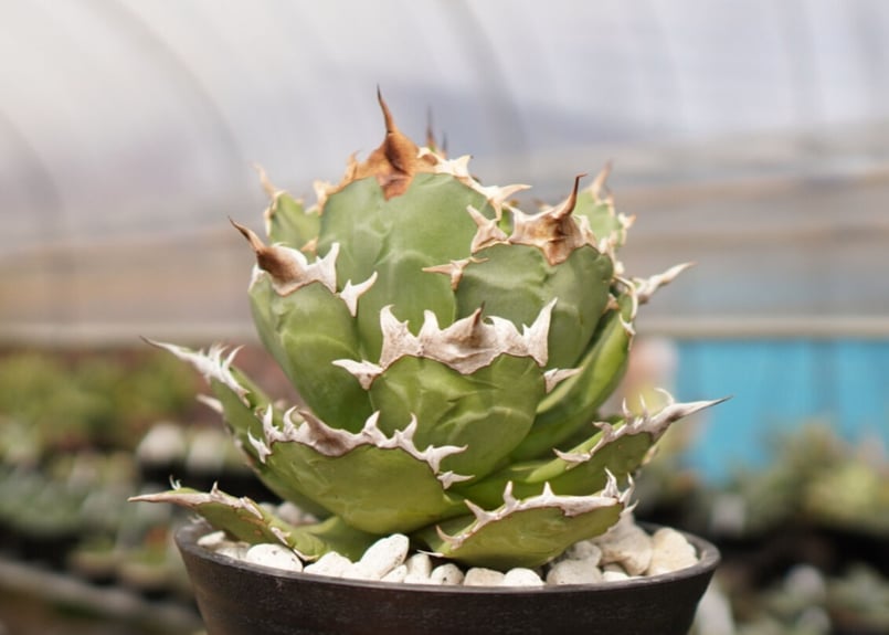 Agave titanota ”FO-76