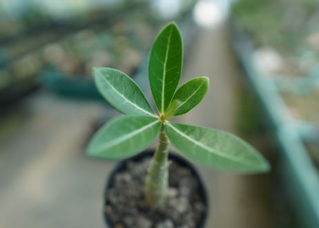 アデニウム　Adenium