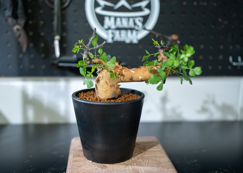 コミフォラ カタフ | mana's farm:塊根植物・アガベ・ドライガーデン