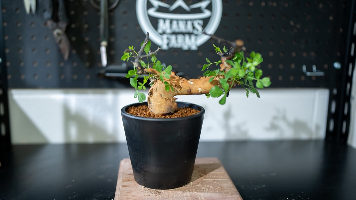 バツ　コミフォラ　カタフ Commiphora kataf コミフォラ カタフ | mana's farm:塊根植物・