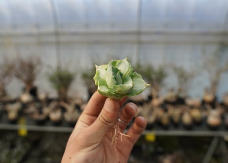アガベ　王妃雷神錦　白中斑　Agave　“Ohi Raijin Nishiki Shironakahu”   No.2