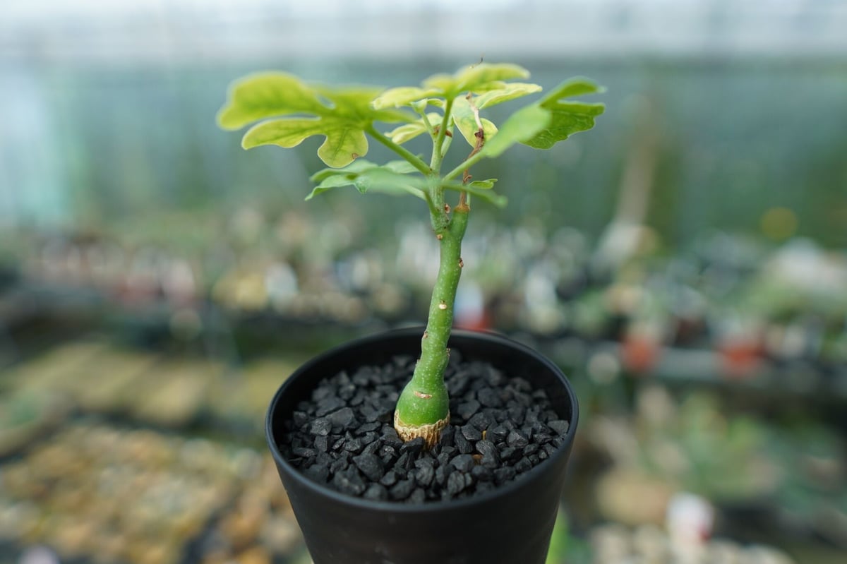 アデニア グラウカ Adenia Glauca No.2 | mana's farm:塊根植物