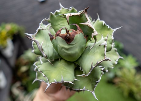 Agave titanota dwarf 姫厳龍 A NO.3   (G)